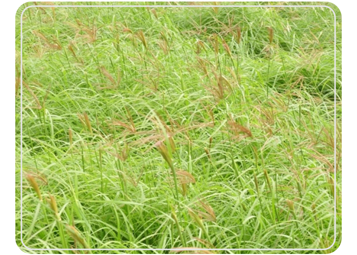 Rhodes-Grass