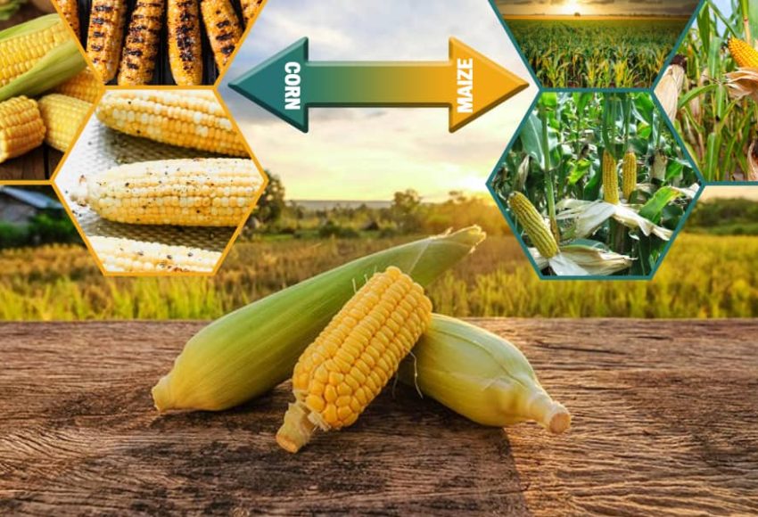 Corn and Maize