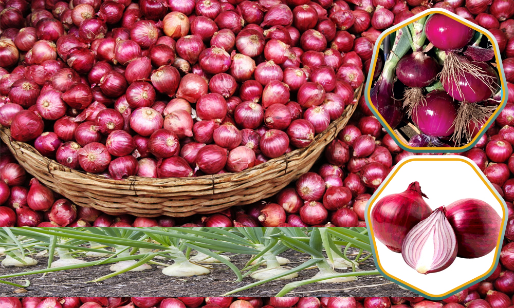 Pakistan Red Onion Suppliers