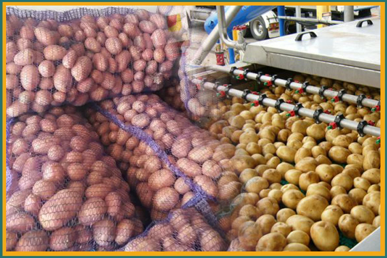 Pakistani Potato Export Services
